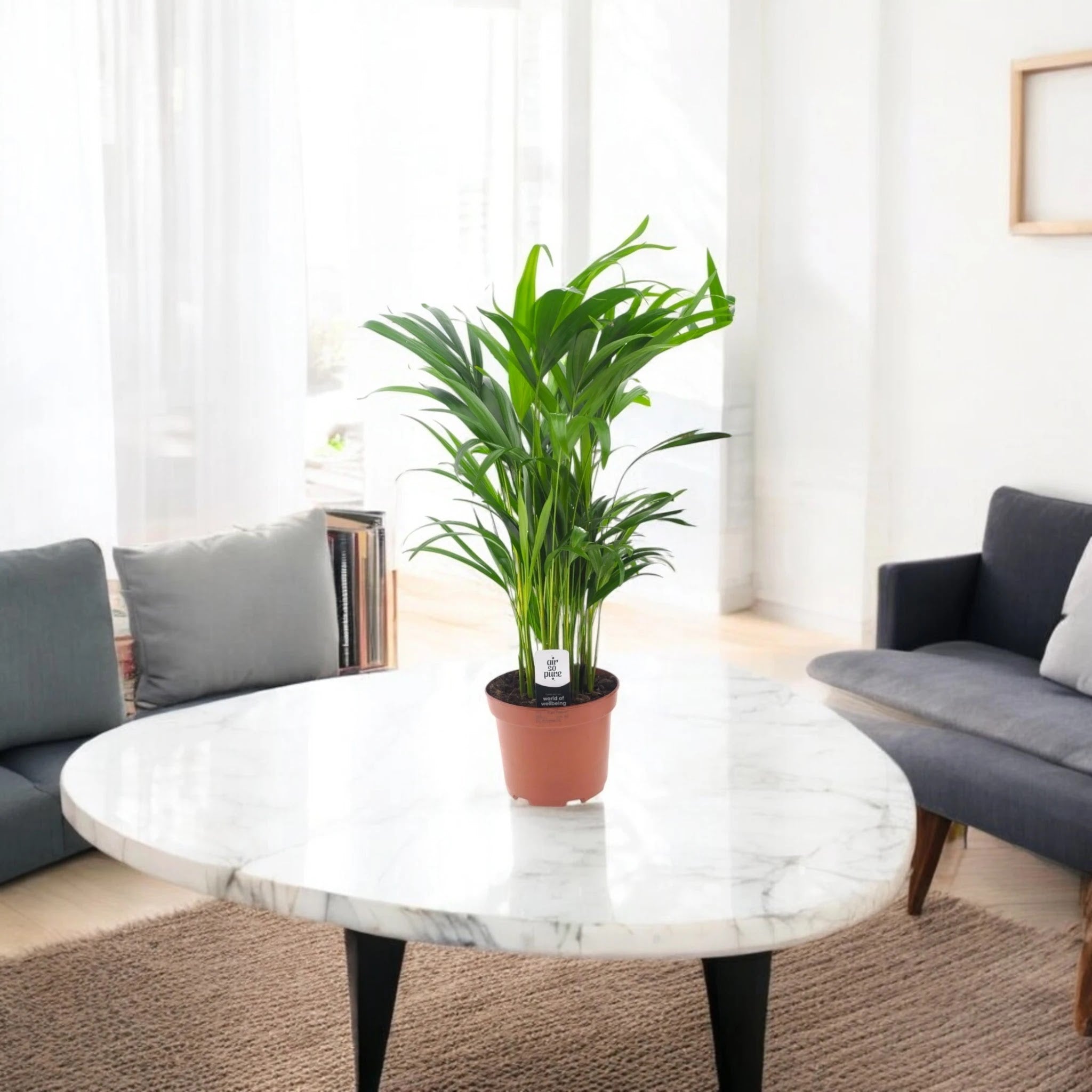 Areca - Dypsis lutescens