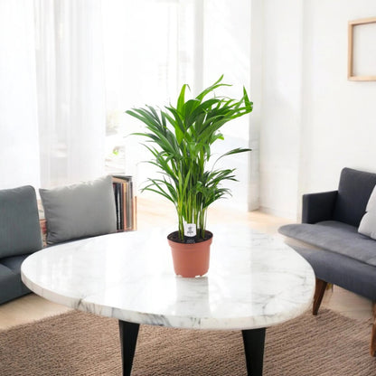 Areca - Dypsis lutescens