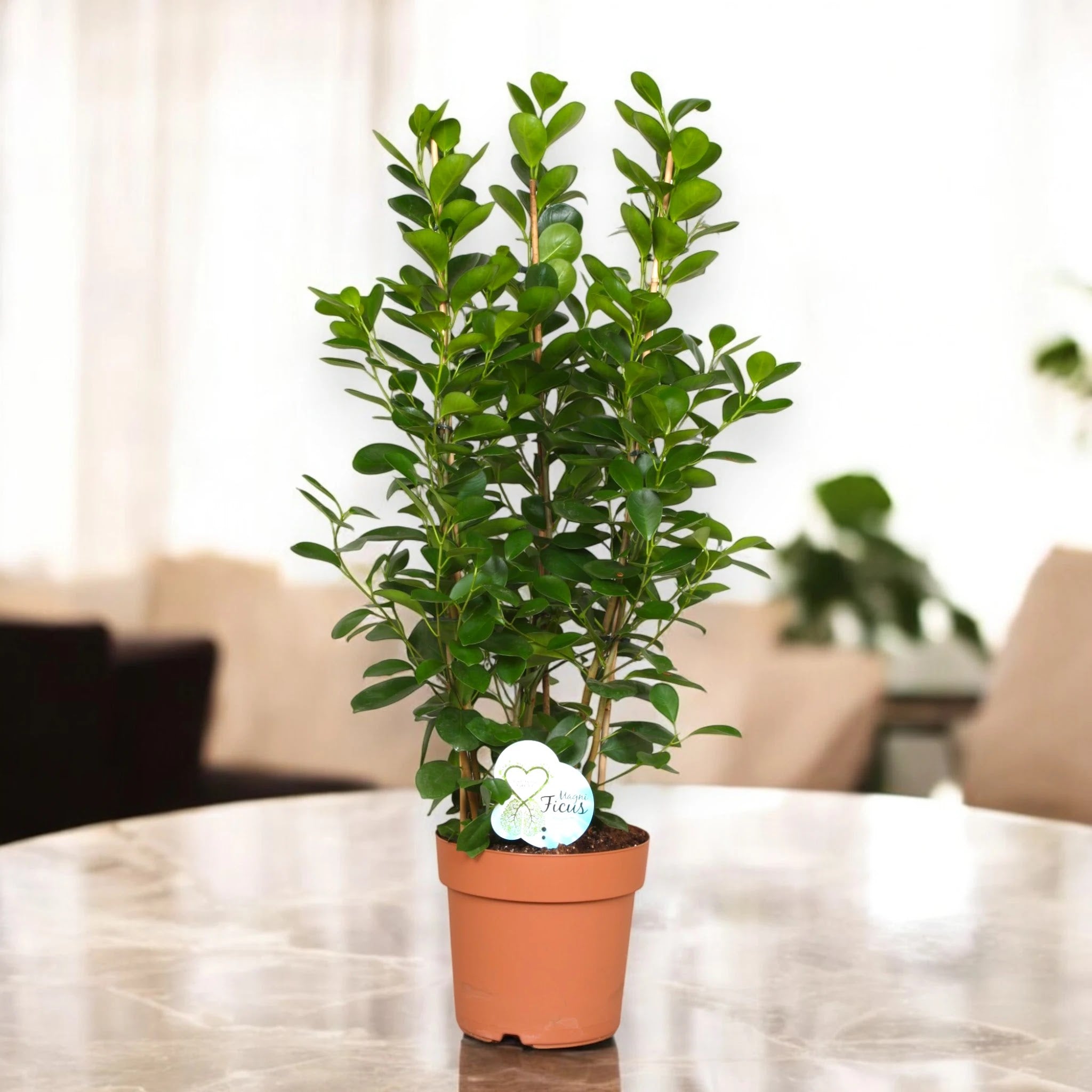 Ficus microcarpa 'Moclame'