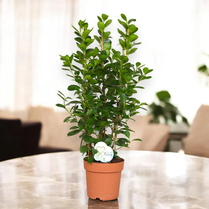 Ficus microcarpa 'Moclame'