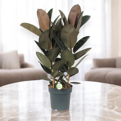 Ficus elastica 'Abidjan'