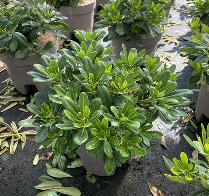 Pittosporo - Pittosporum tobira