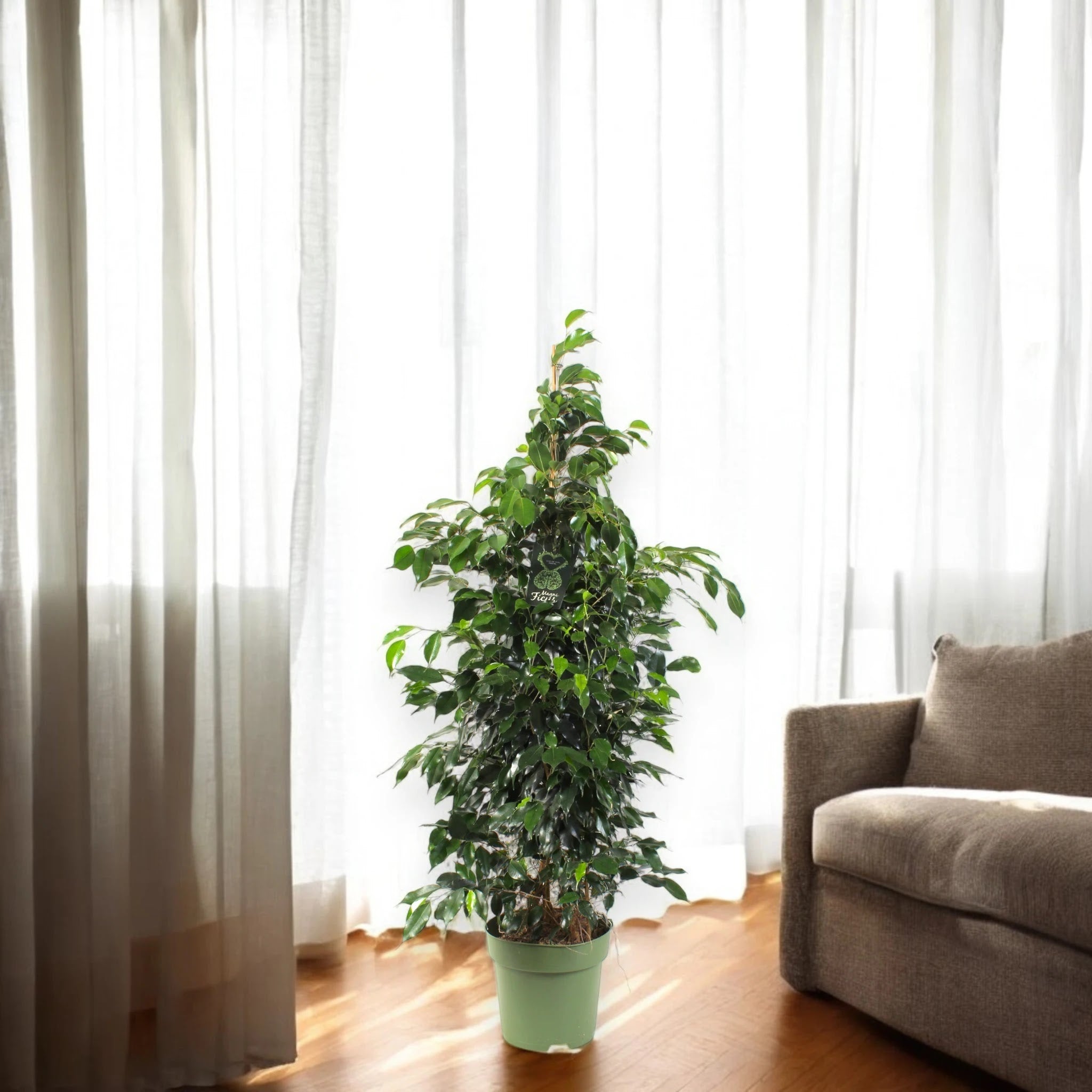Ficus benjamina 'Danielle'