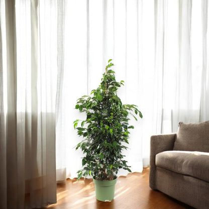 Ficus benjamina 'Danielle'