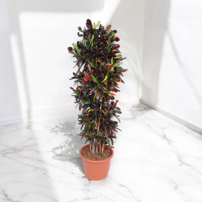 Codiaeum variegatum 'Mammi'