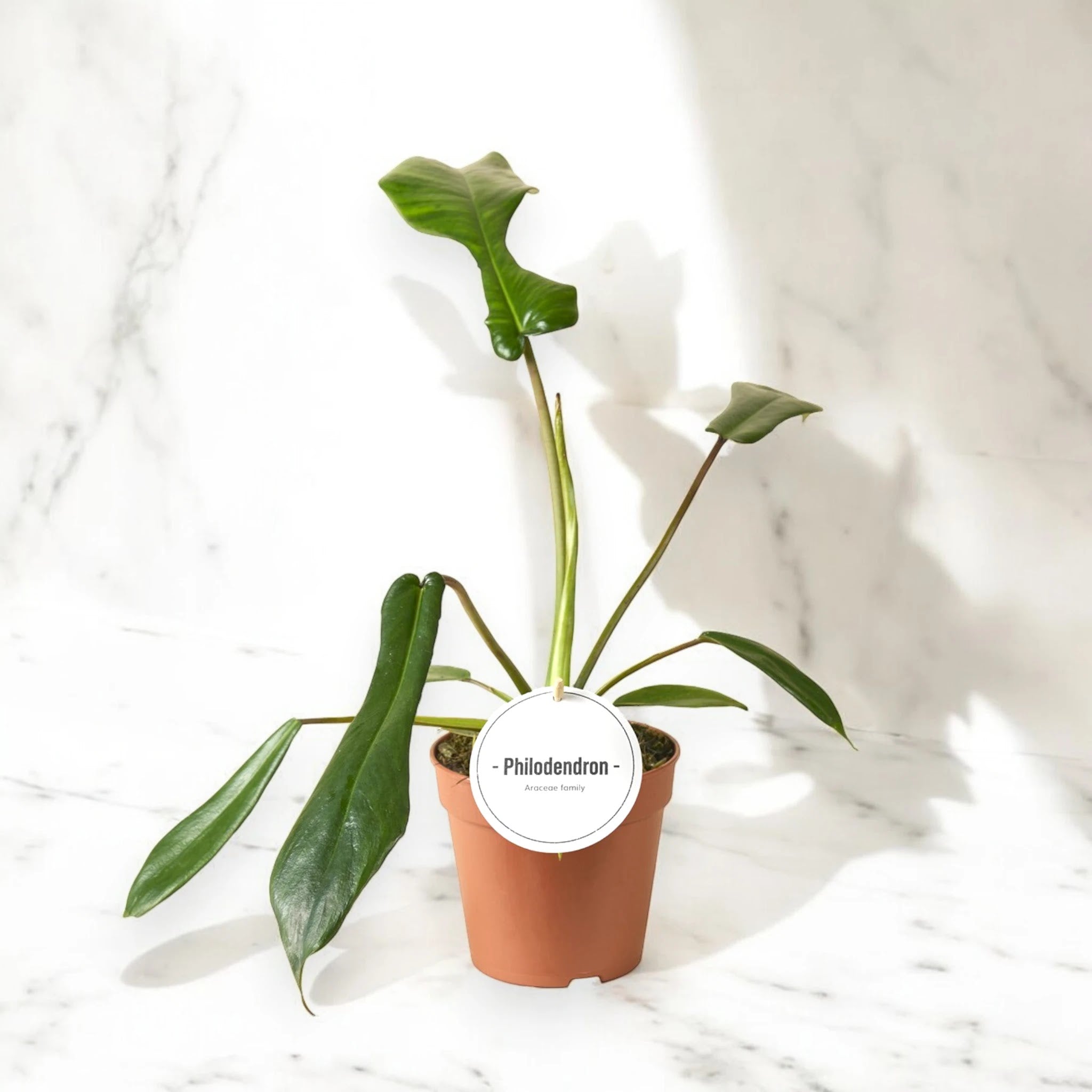 Philodendron 'Joepii'