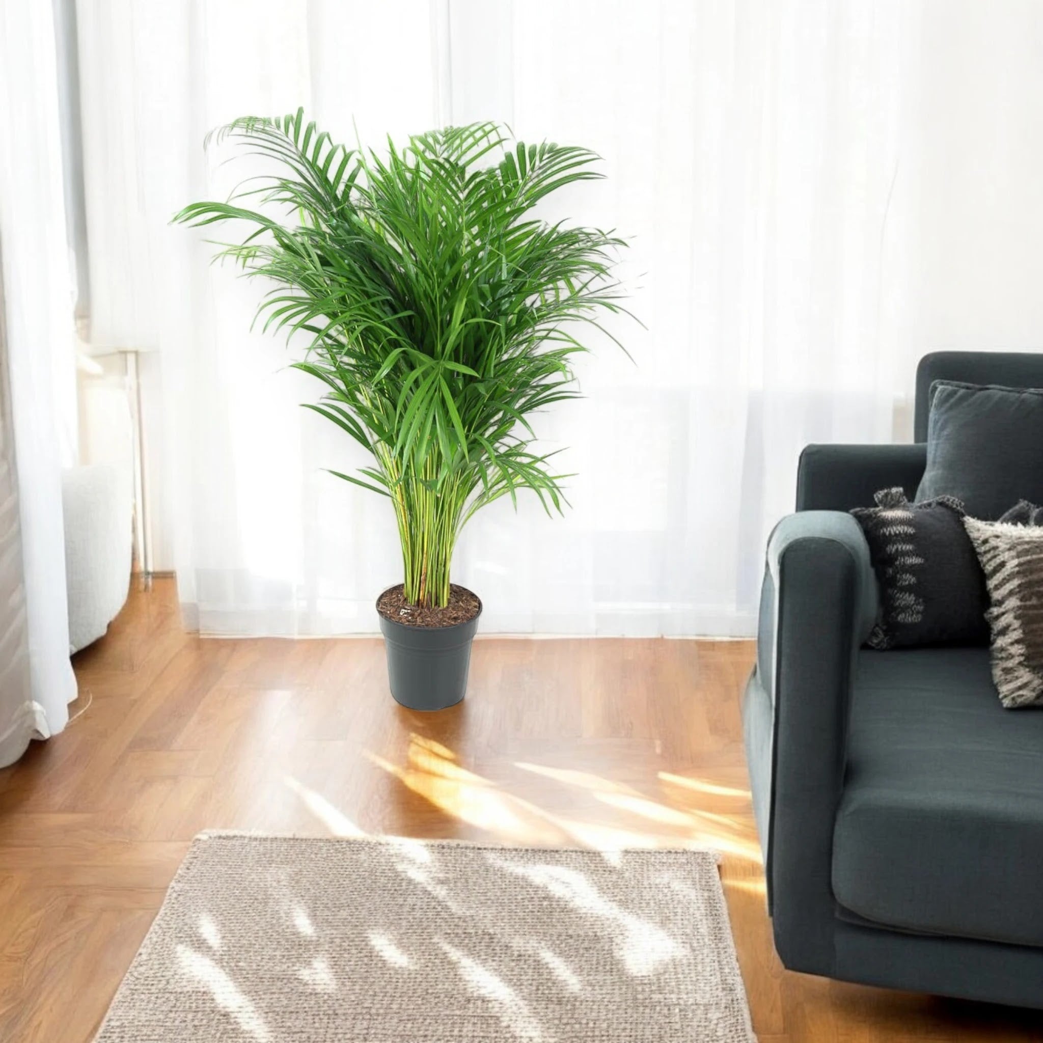 Areca - Dypsis lutescens