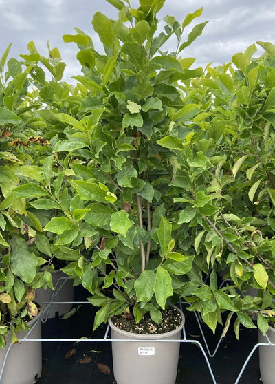Fiore a calice di Magnolia Betty porpora all'esterno e bianco all'interno su ramo nudo