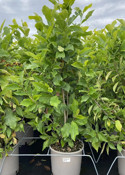 Fiore a calice di Magnolia Betty porpora all'esterno e bianco all'interno su ramo nudo