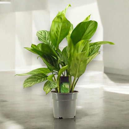 Aglaonema 'Stripes'
