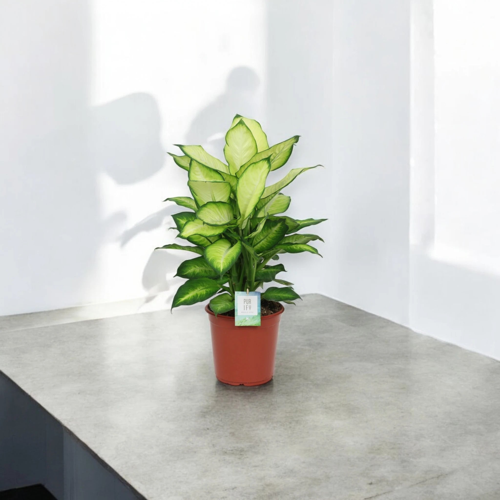 Dieffenbachia 'Summer style'
