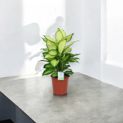 Dieffenbachia 'Summer style'