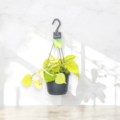 Philodendron scandens