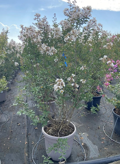 Dettaglio fiori bianchi increspati di Lagerstroemia indica Nivea