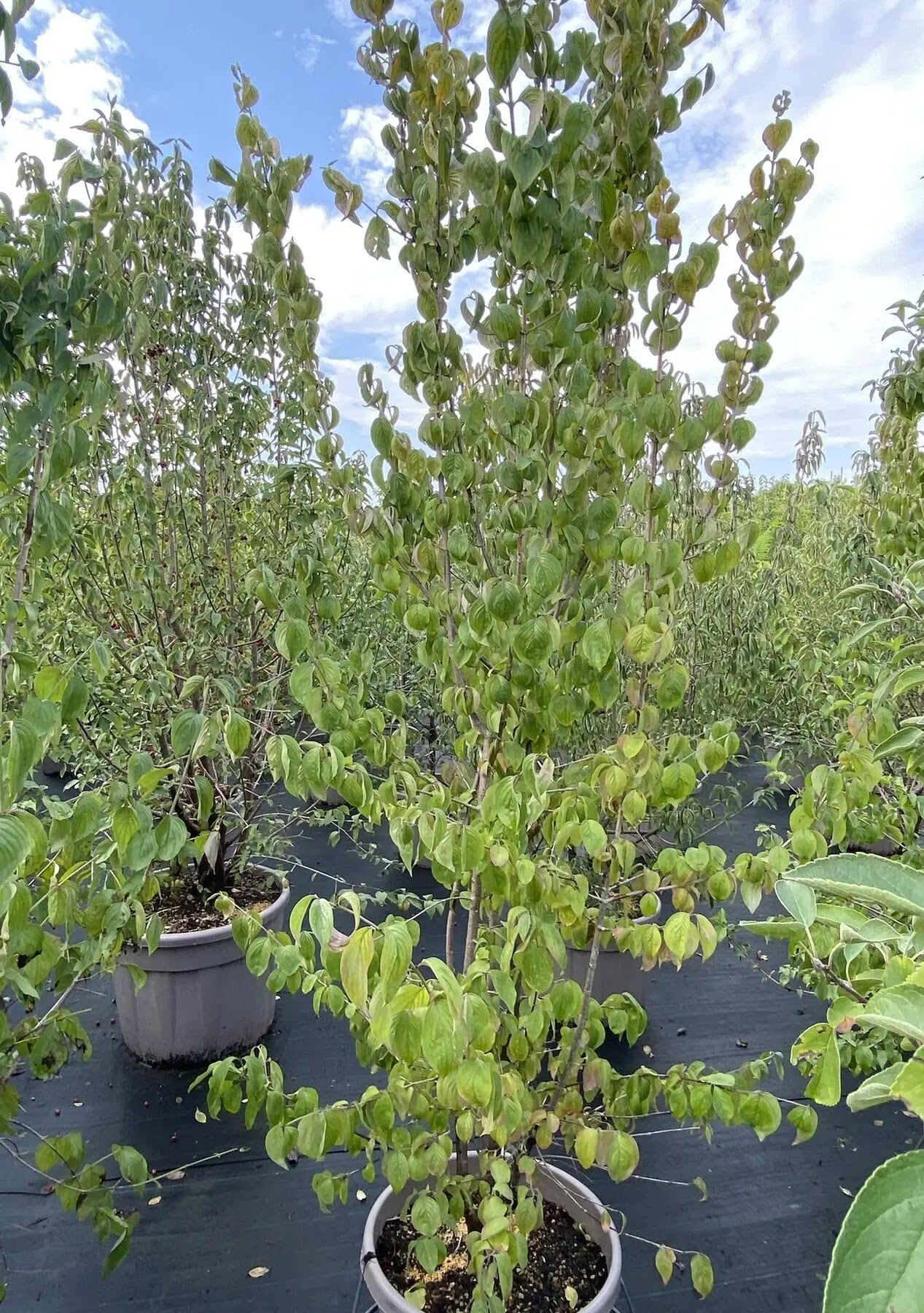 Corniolo - Cornus 'Mas'
