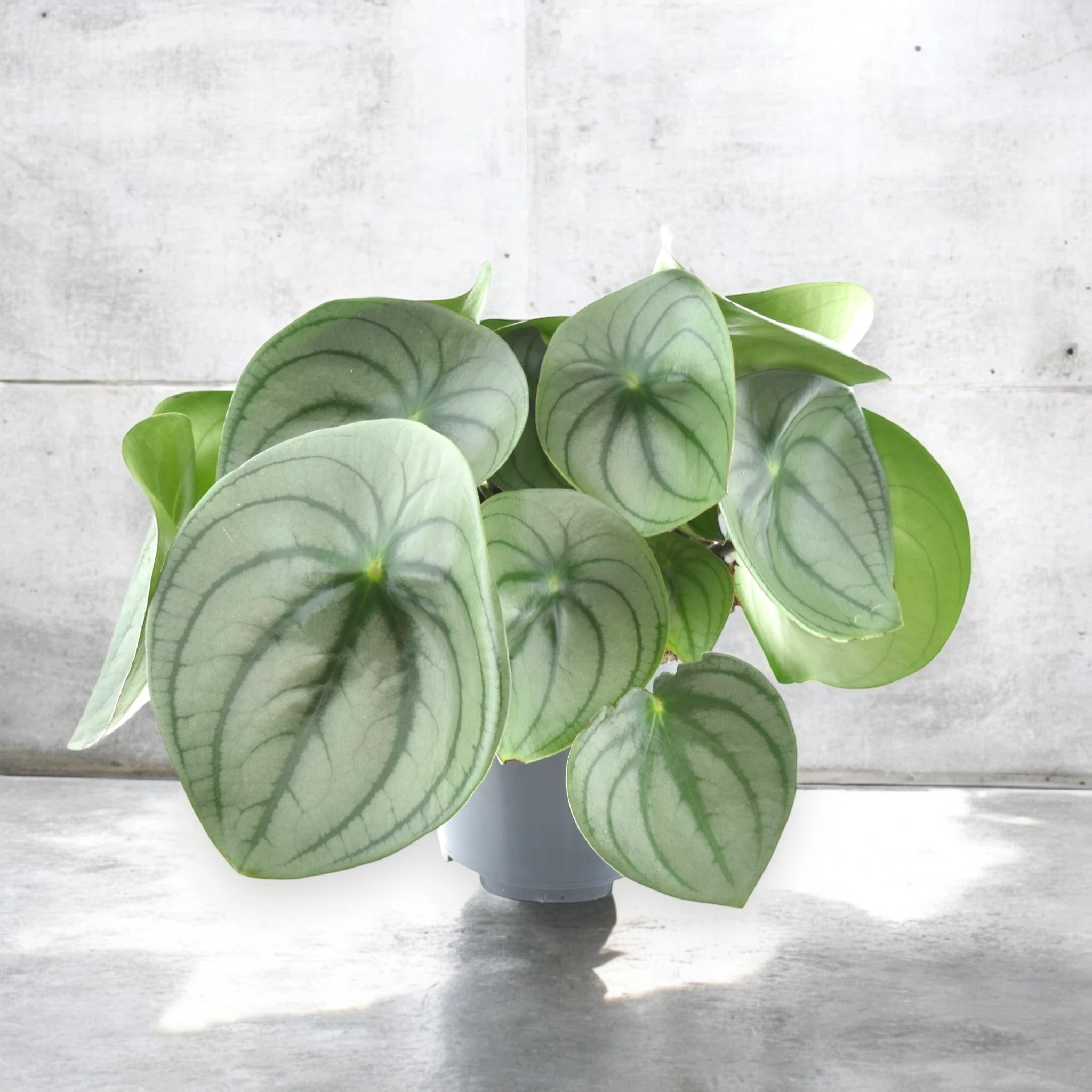 Peperomia watermelon big