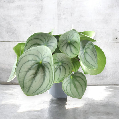 Peperomia watermelon big