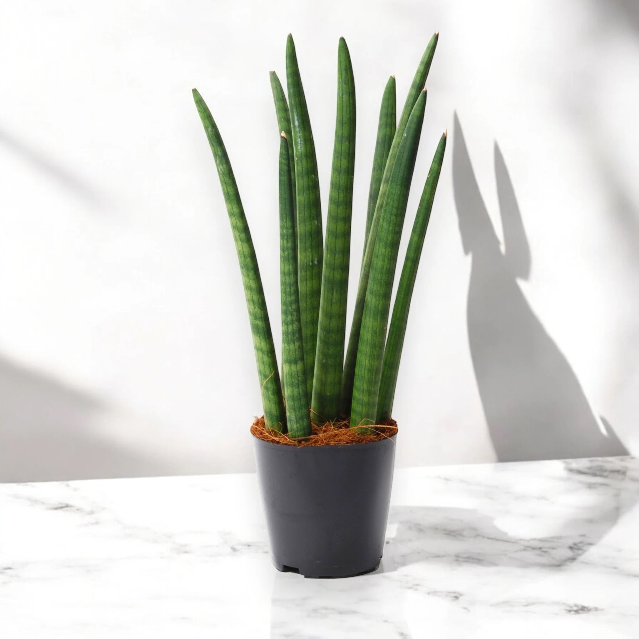 Sansevieria cylindrica 'Spaghetti'
