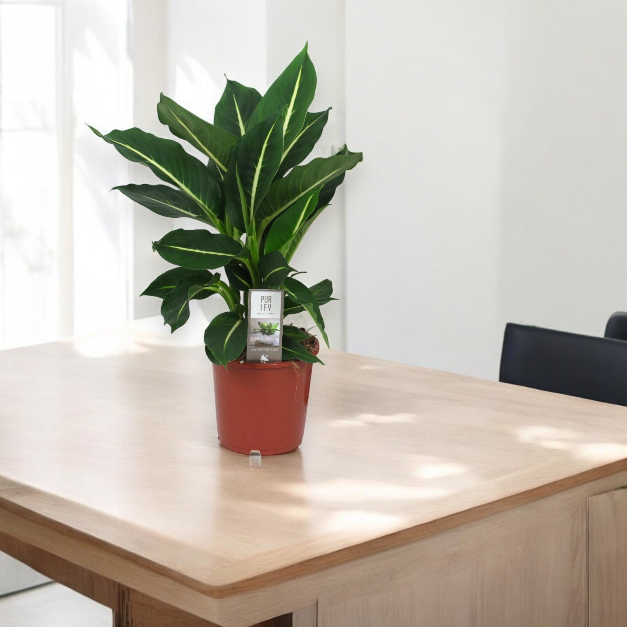 Dieffenbachia 'Green magic'