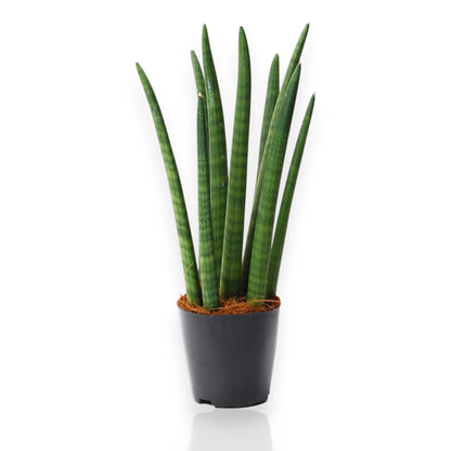 Sansevieria cylindrica Spaghetti in vaso con foglie cilindriche verdi disposte verticalmente