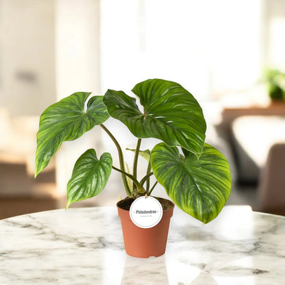 Dettaglio foglia Philodendron Plowmanii che mostra le venature argentee su superficie verde intenso