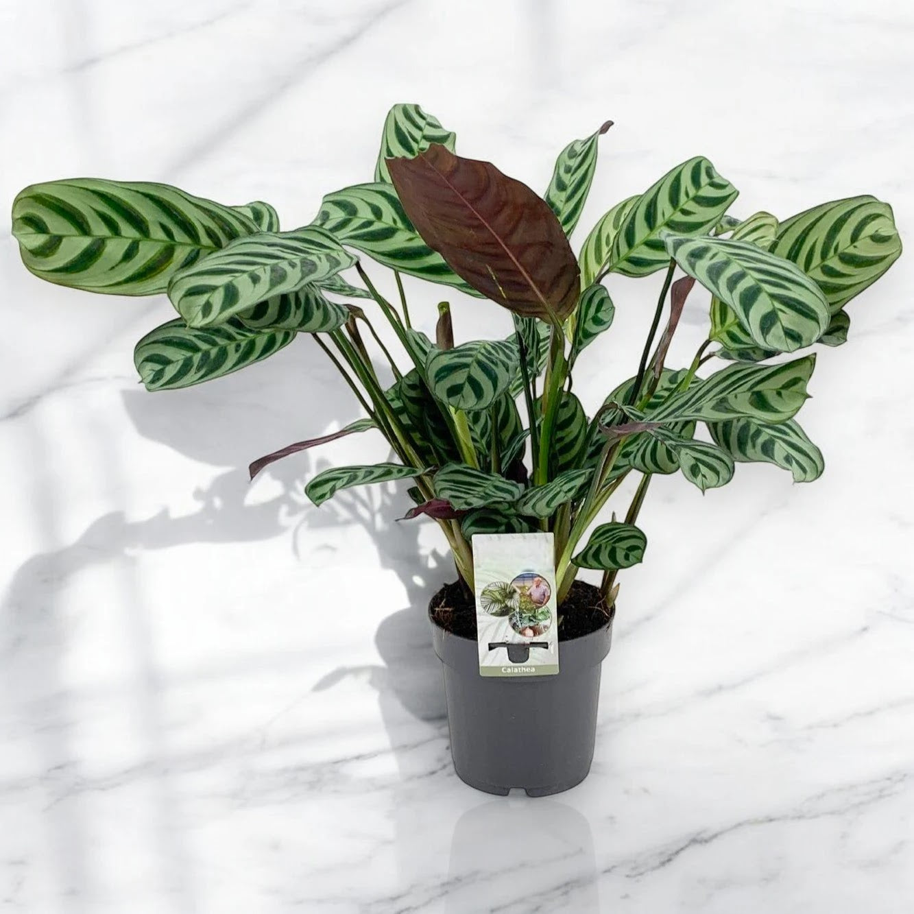 Ctenanthe burle-marxii