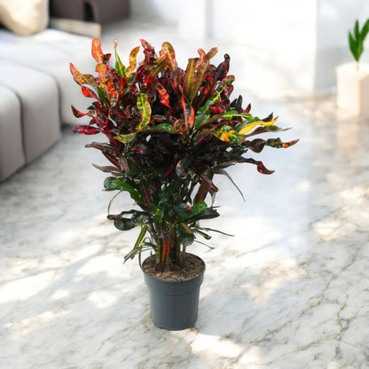 Codiaeum variegatum 'Mammi'
