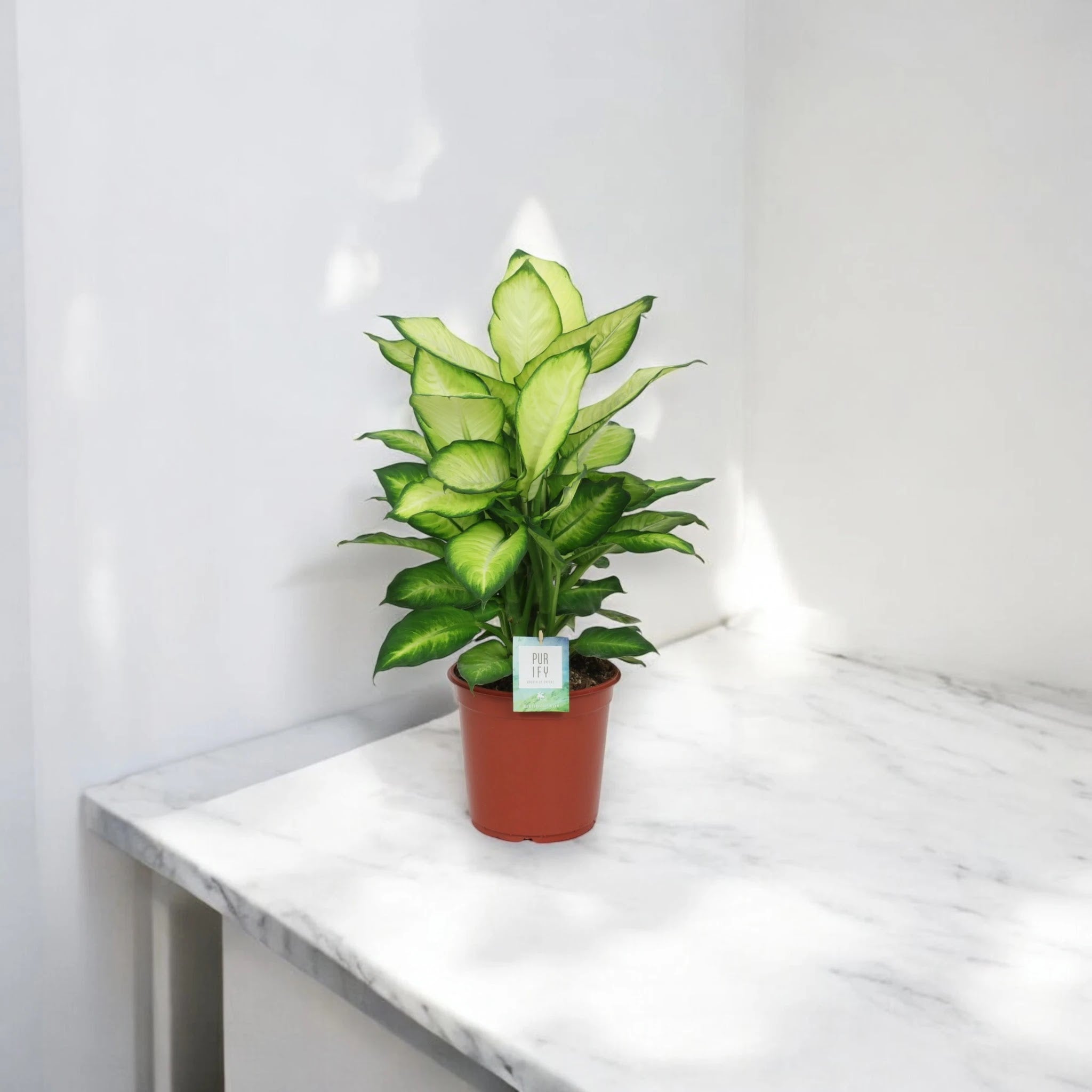 Dieffenbachia 'Summer style'