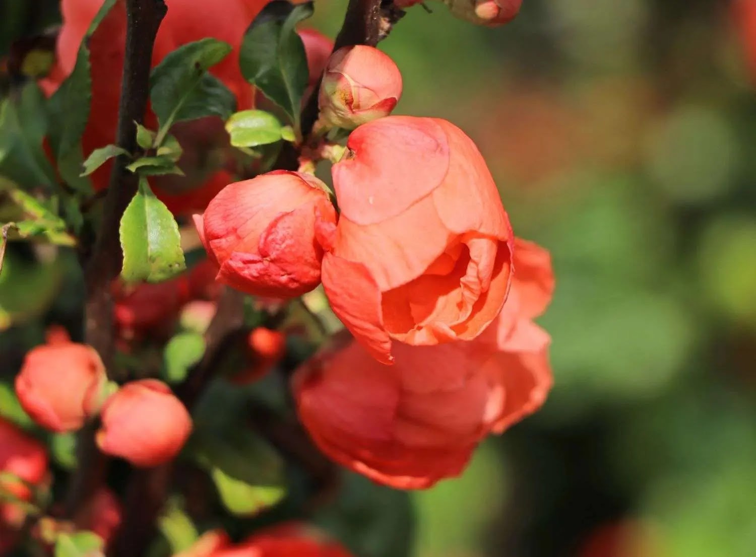 Chaenomeles speciosa Mango Storm arbusto fiorito con fiori arancio corallo in giardino primaverile