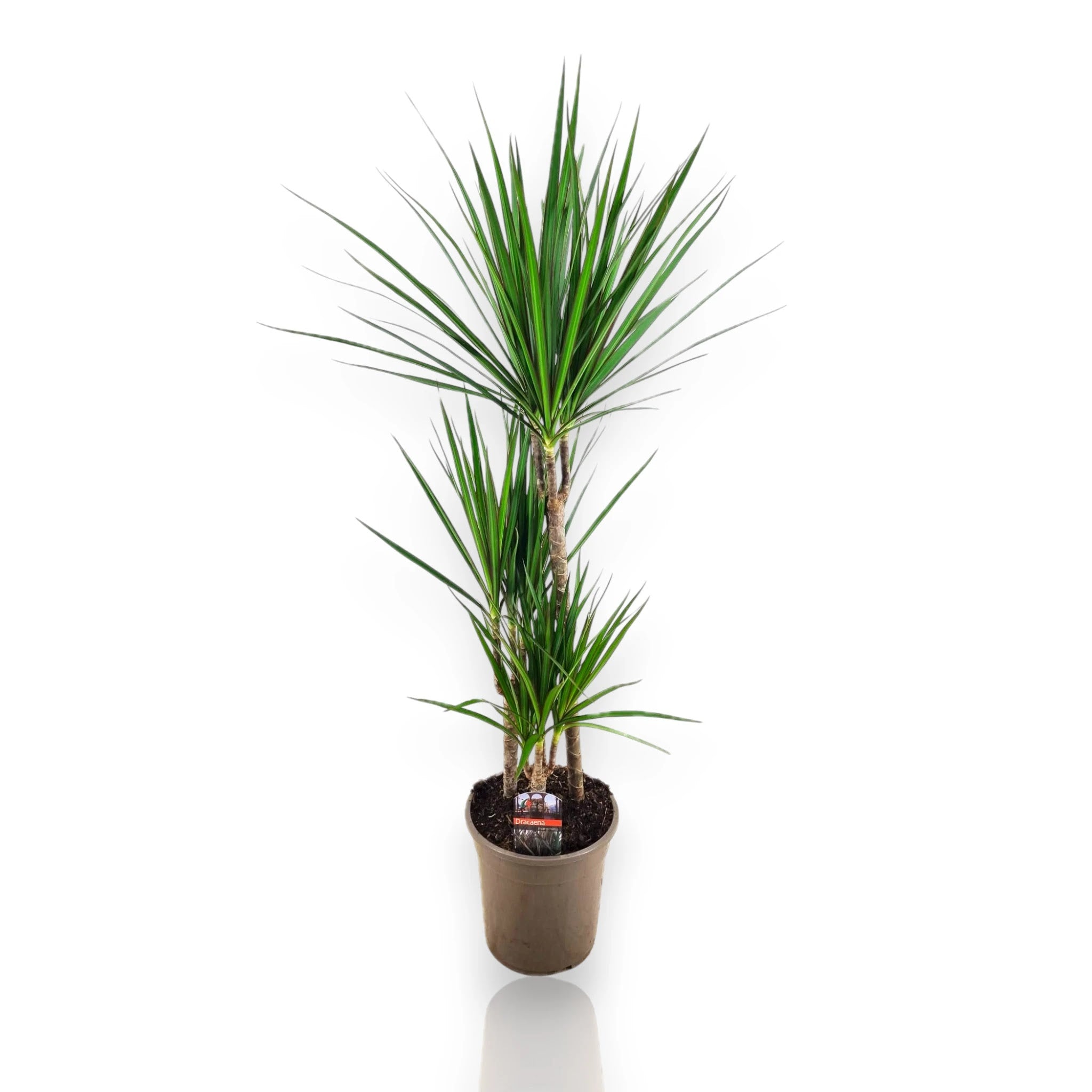 Dracaena fragrans marginata in vaso con foglie verdi bordate di rosso in soggiorno moderno