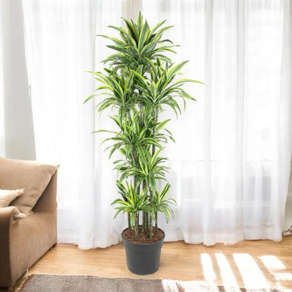 Nandina domestica 'Lemon-Lime'