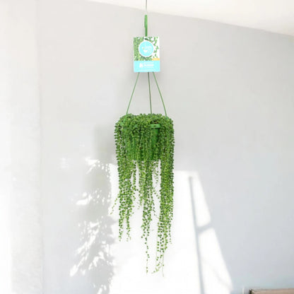 Senecio rowleyanus