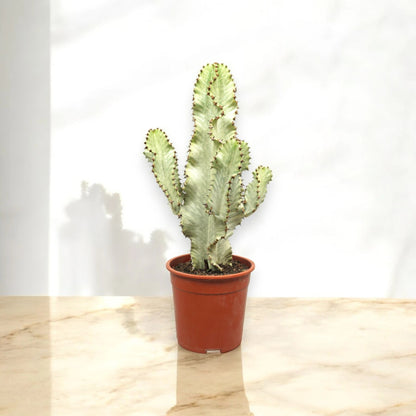 Euphorbia ingens