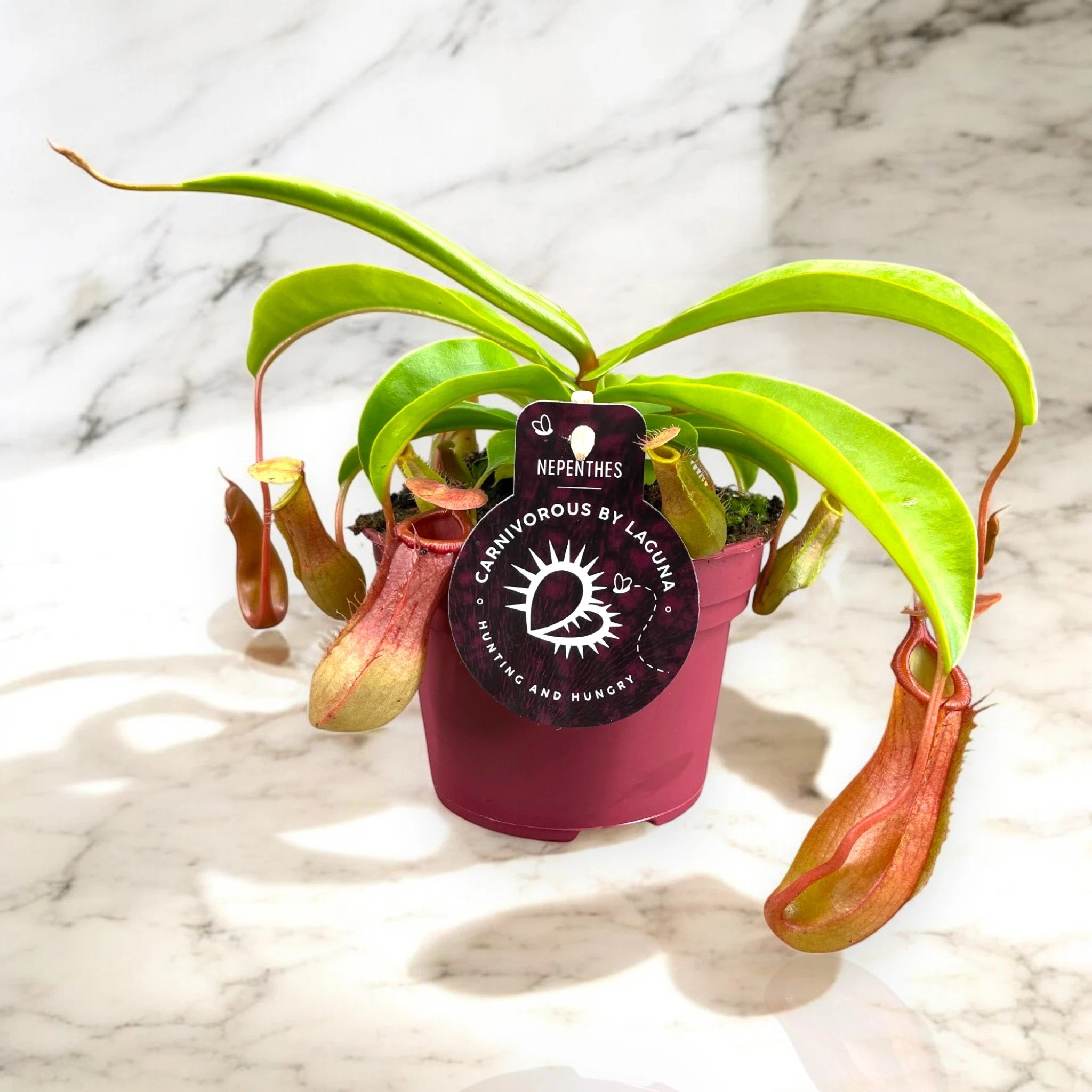 Nepenthes alata