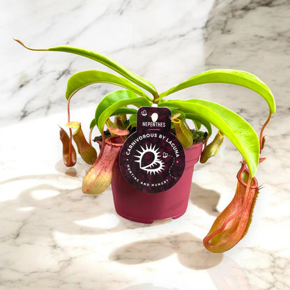 Nepenthes alata