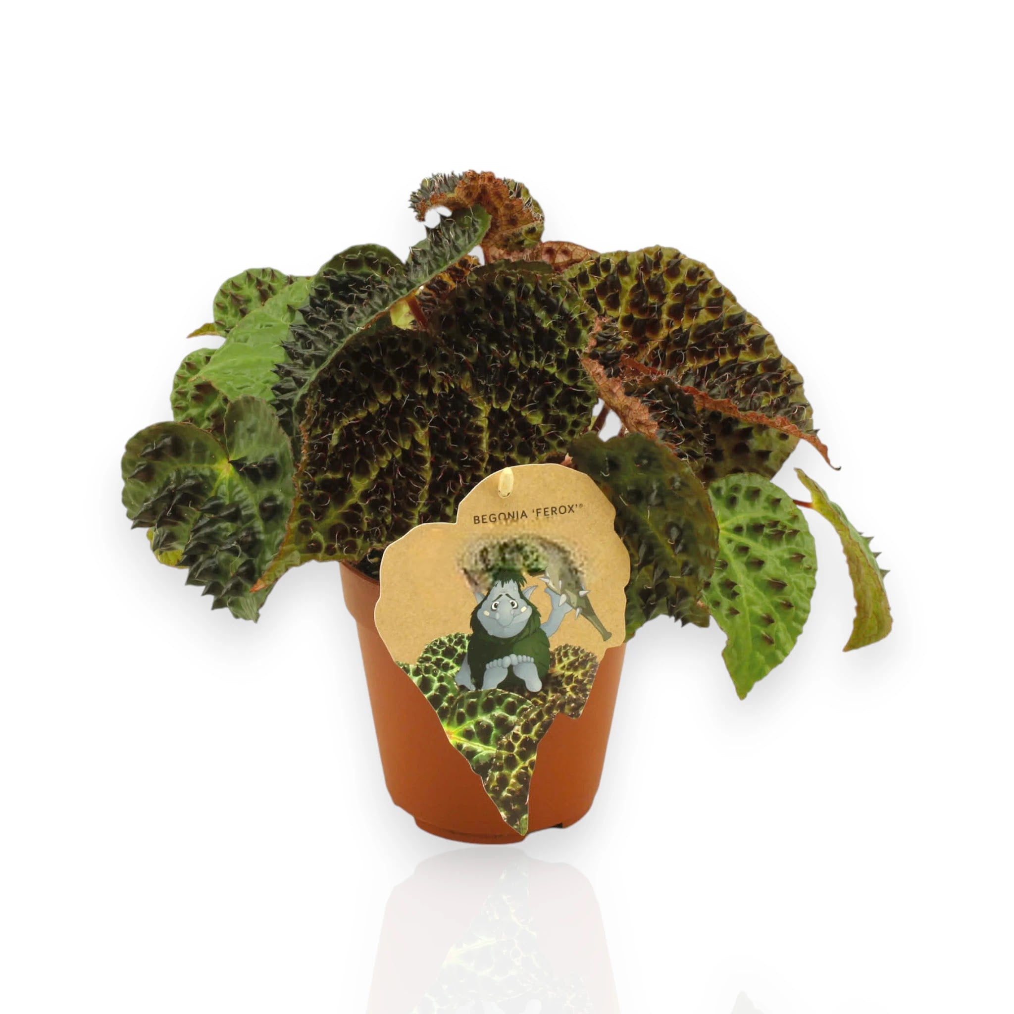 Begonia ferox in vaso con foglie vellutate e spine rossastre, pianta da interno rara e decorativa