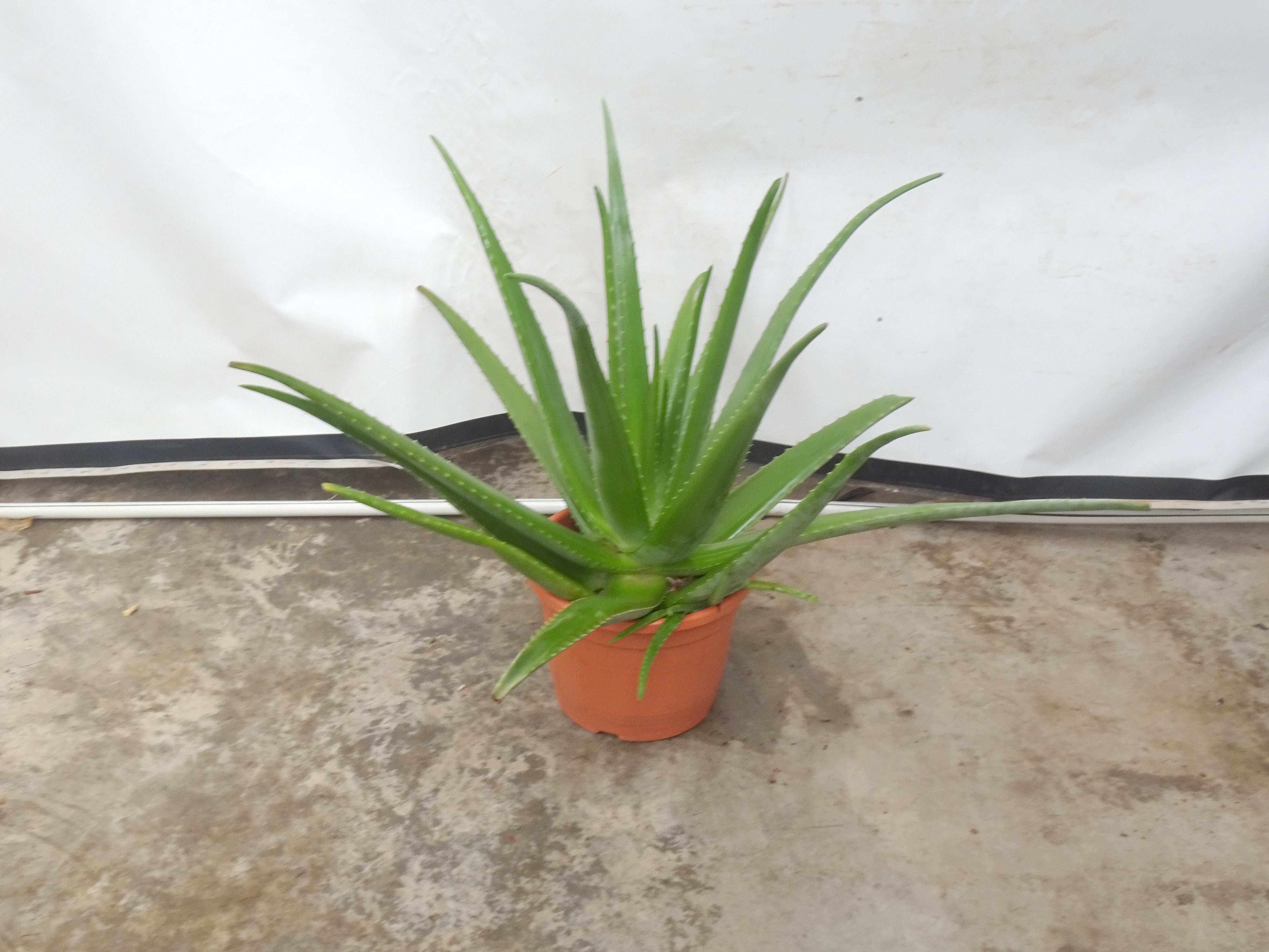 Aloe vera