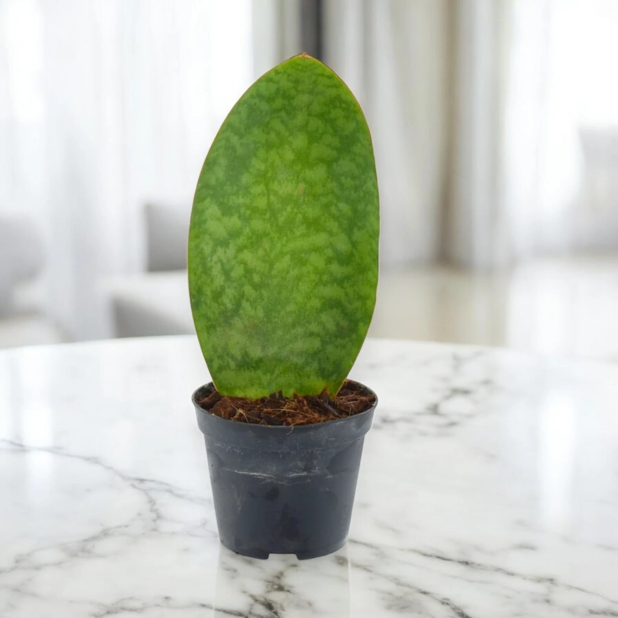 Sansevieria masoniana