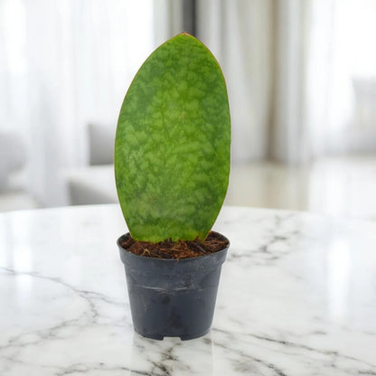 Sansevieria masoniana