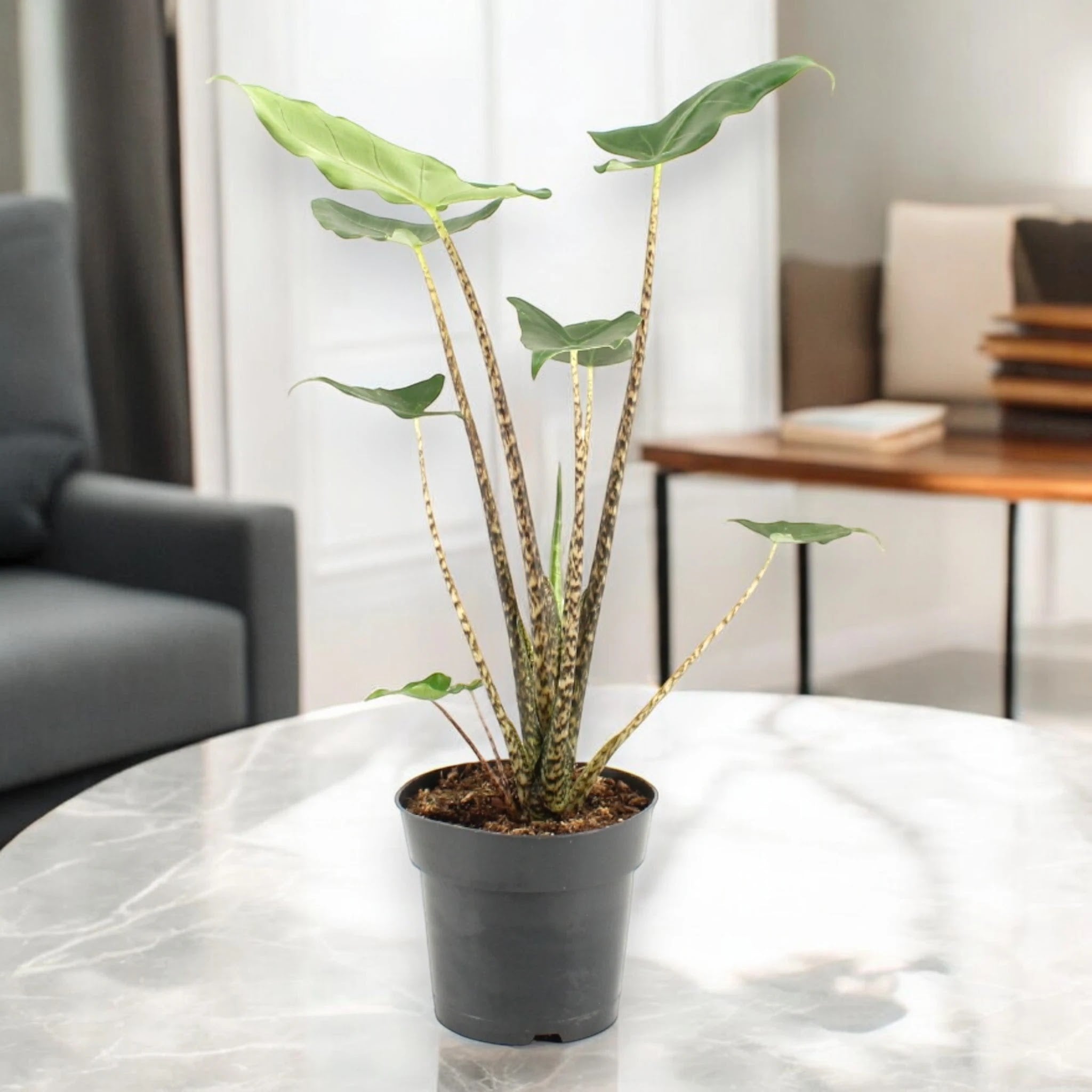 Alocasia zebrina
