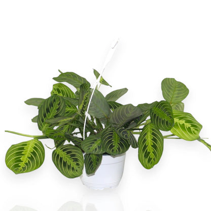 Maranta leuconeura Lemon Lime con foglie verde chiaro e nervature rosse in vaso da interno