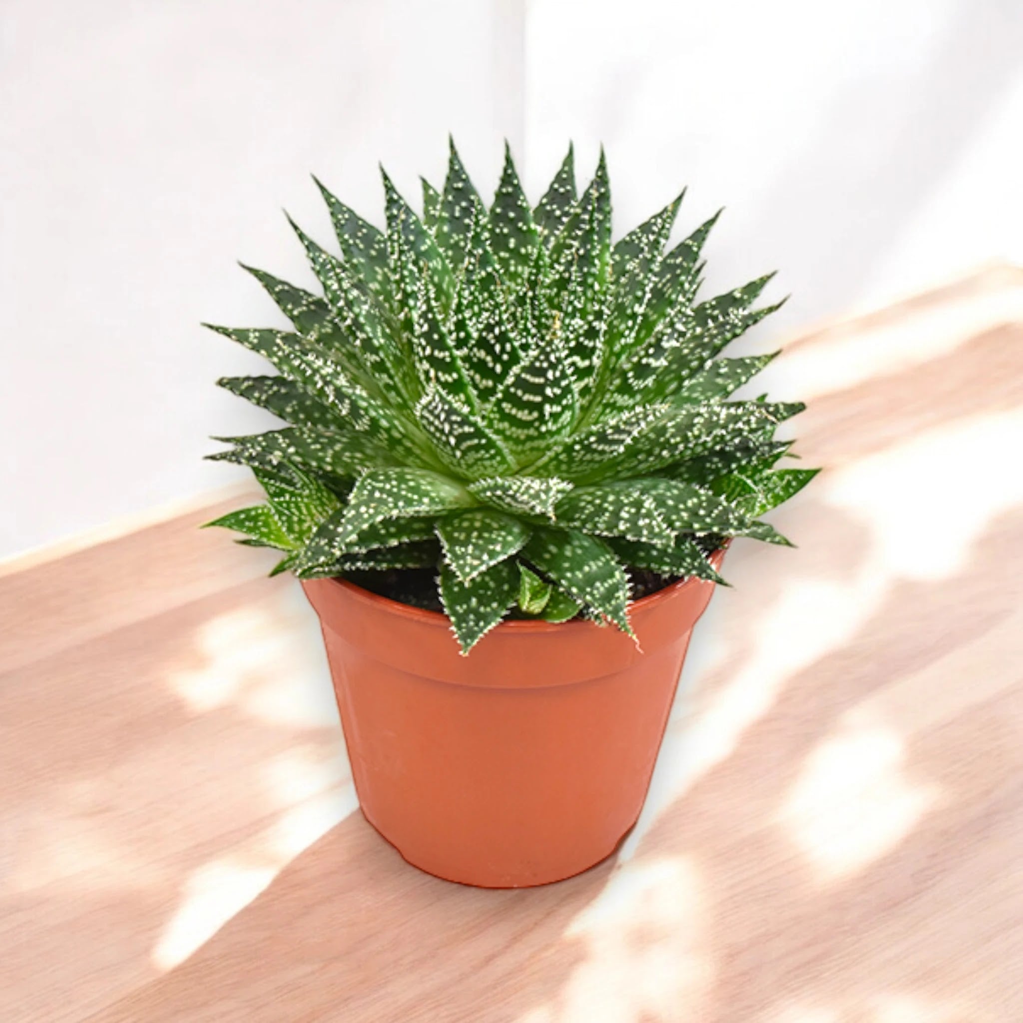 Dettaglio foglie variegate Aloe Safari Zambezi, texture carnosa con striature decorative