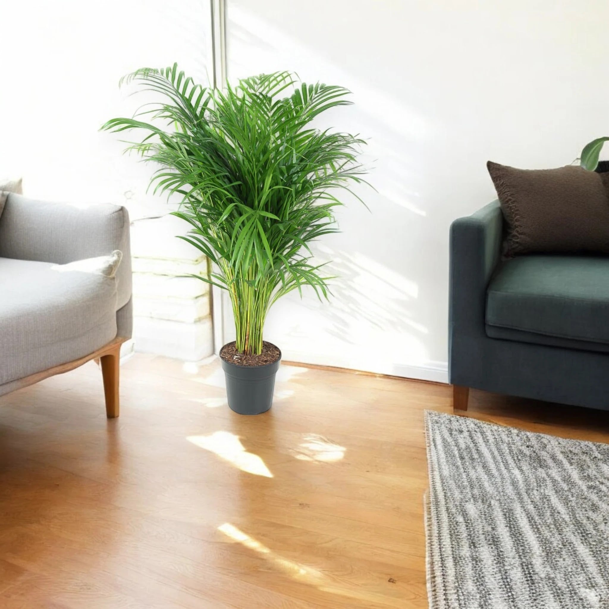 Areca - Dypsis lutescens