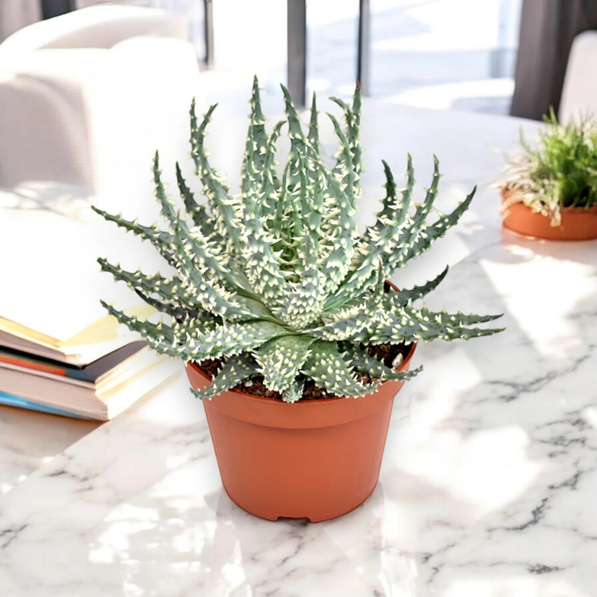 Dettaglio foglie carnose triangolari di Aloe humilis con margini spinosi bianchi