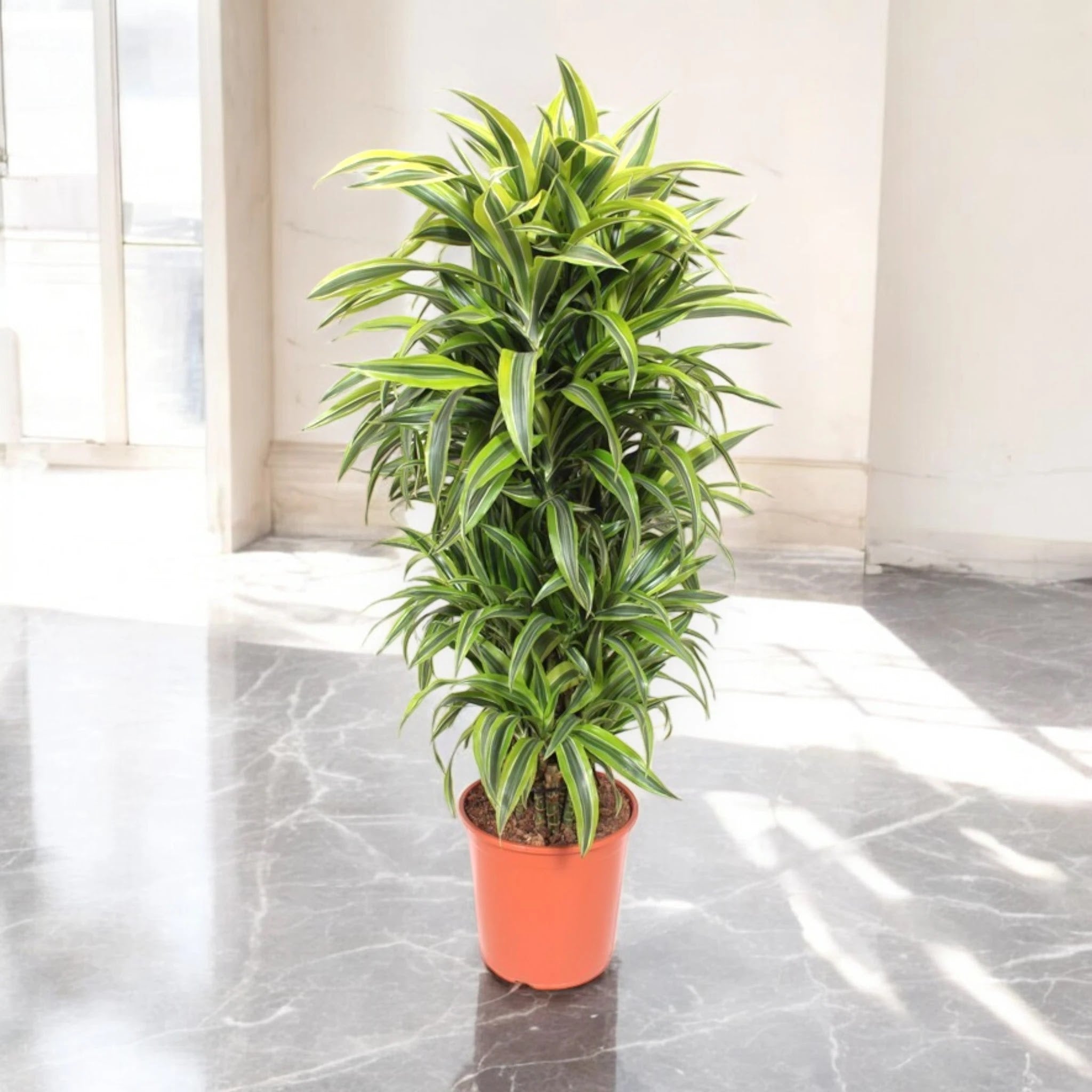 Nandina domestica 'Lemon-Lime'