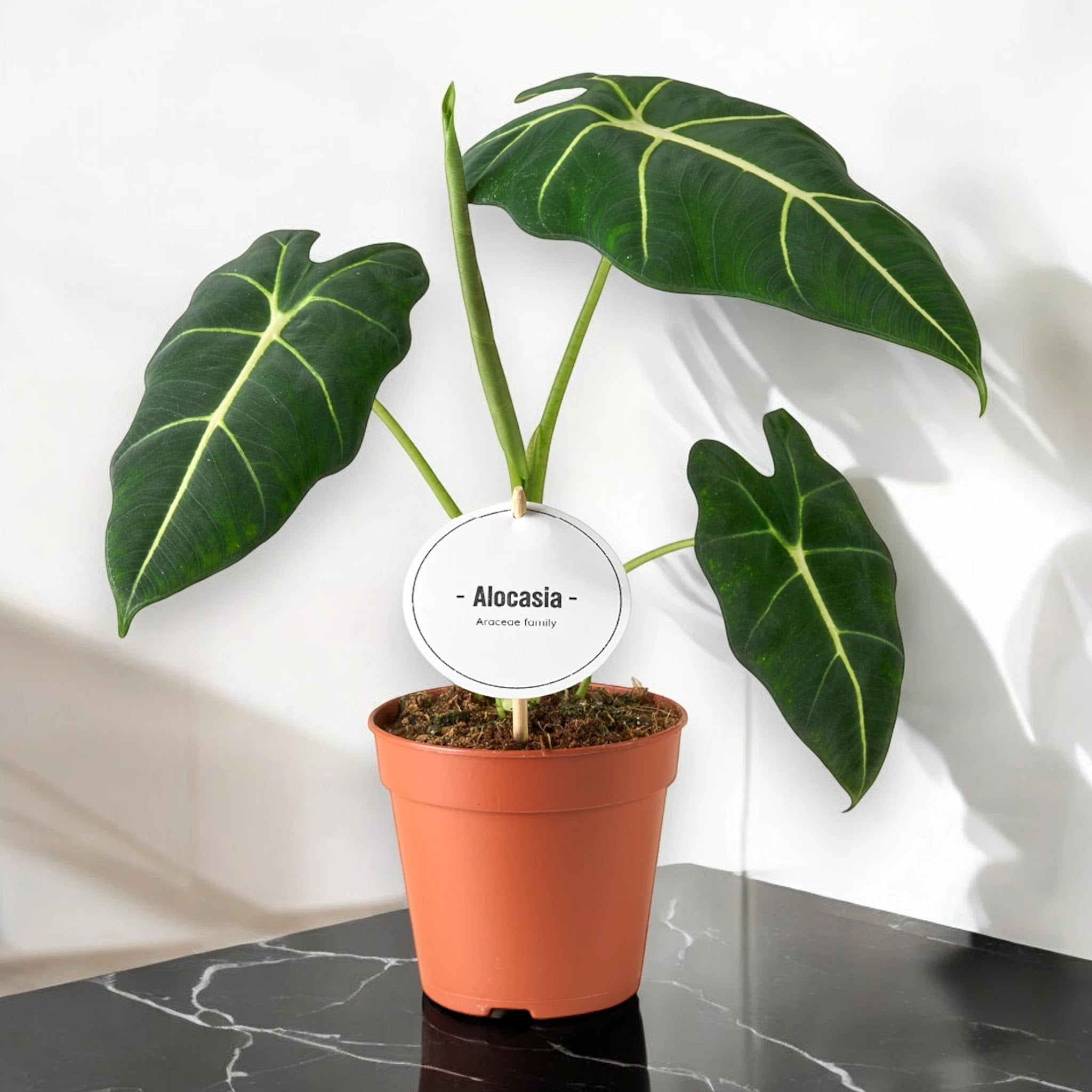 Alocasia 'Frydek'