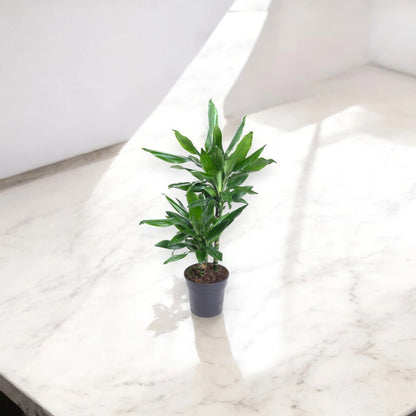 Dracaena fragrans 'Janet Lind'