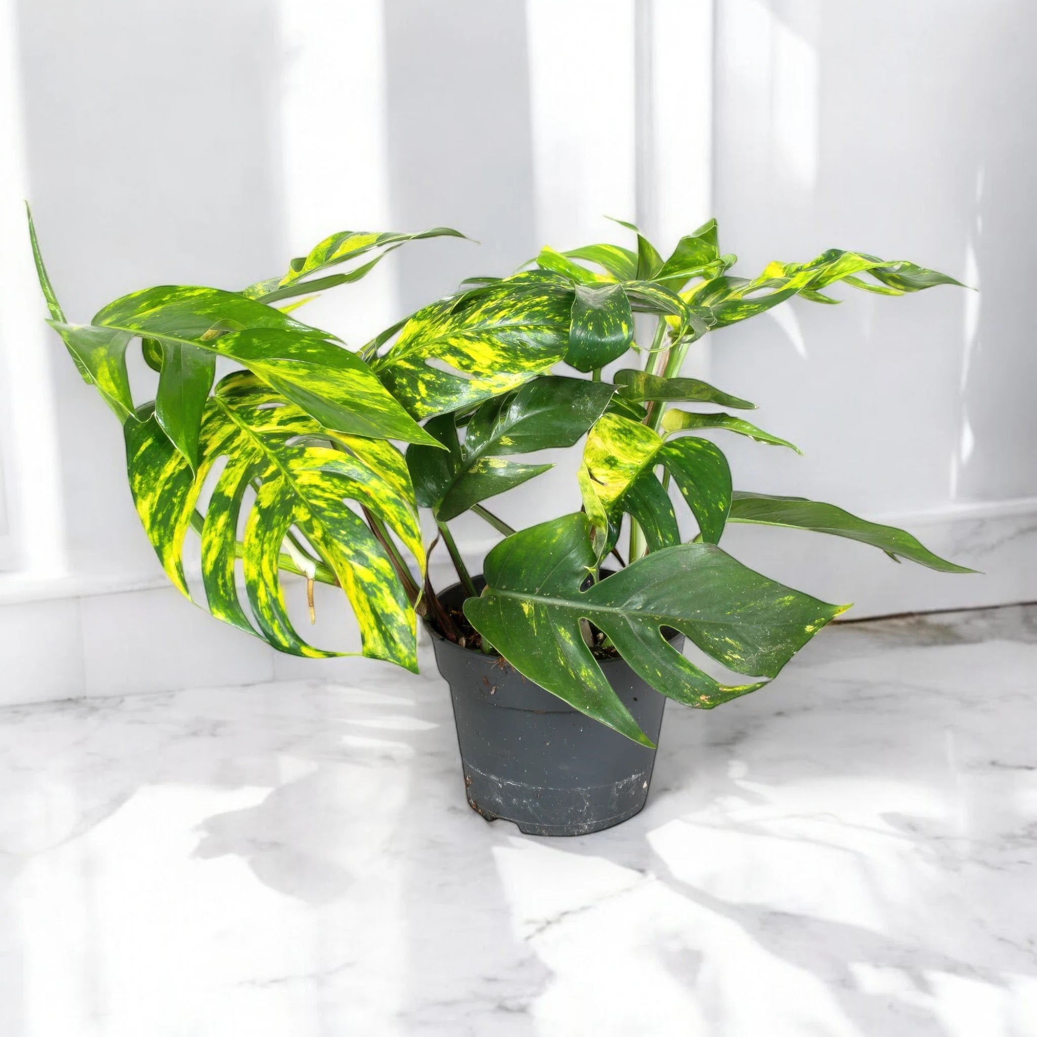 Epipremnum pinnatum 'Cintho goldfinger'