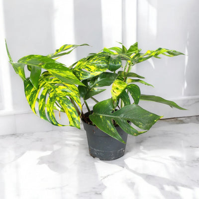 Epipremnum pinnatum 'Cintho goldfinger'