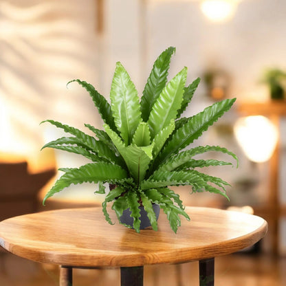 Asplenium antiquum
